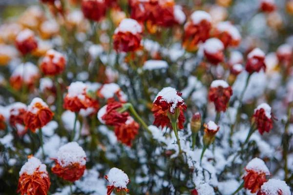 遅い秋の花には 最初の雪が覆われています 花びらは寒さで凍結しました 冬が来ています — ストック写真