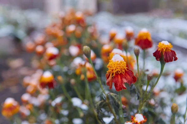 最初の雪は オレンジ色と黄色の花に落ちた 花のフリーズし 最初の霜から死ぬ — ストック写真