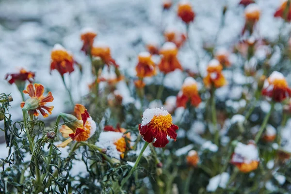 みぞれの形で沈殿します 最初の雪は 鮮やかな秋の花を覆われました 彼らは凍結し 寒さでしおれた — ストック写真