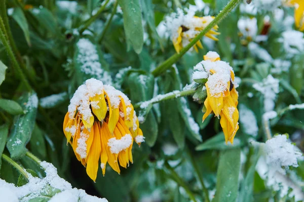 Eerste Sneeuw Viel Oranje Gele Bloemen Bloemen Bevriezen Sterven Aan — Stockfoto