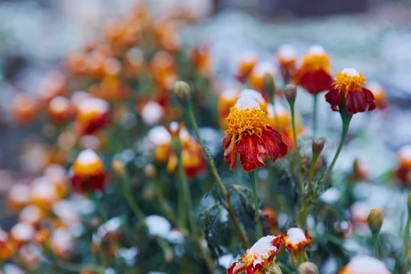 Turuncu Sarı Çiçekler Ilk Kar Düştü Çiçekler Donma Ilk Dondan — Stok fotoğraf