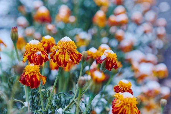 La primera nieve cayó sobre flores naranjas y amarillas. Las flores se congelan y mueren de la primera helada . — Foto de Stock