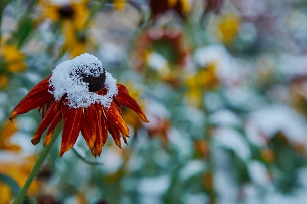 最初の雪は、オレンジ色と黄色の花に落ちた。花のフリーズし、最初の霜から死ぬ. — ストック写真