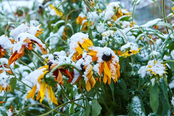 Neerslag in de vorm van ijzel. De eerste sneeuw bedekt heldere herfst bloemen. Zij bevroor en verwelkt van de kou — Stockfoto