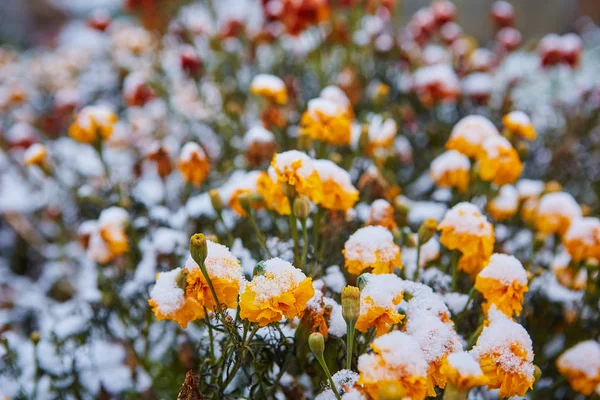 最初の雪は オレンジ色と黄色の花に落ちた 花のフリーズし 最初の霜から死ぬ — ストック写真