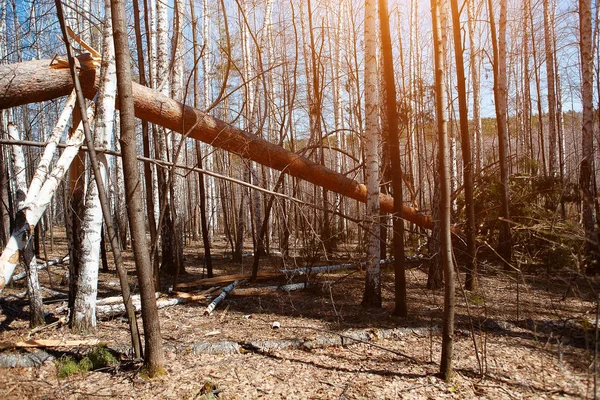 风暴破坏 暴风雨过后 森林里的树木都枯萎了 — 图库照片