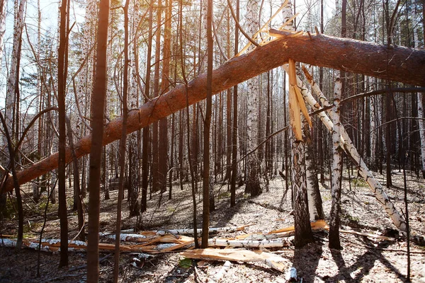 Storm damage. Fallen trees in the forest after a storm