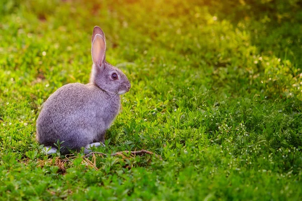 Schattige grijze Bunny zittend in het gras — Stockfoto