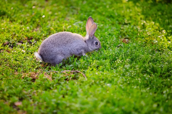 Cottontail kanin äta gräs — Stockfoto