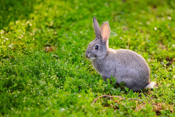 Bonito coelhinho cinzento sentado na grama — Fotografia de Stock