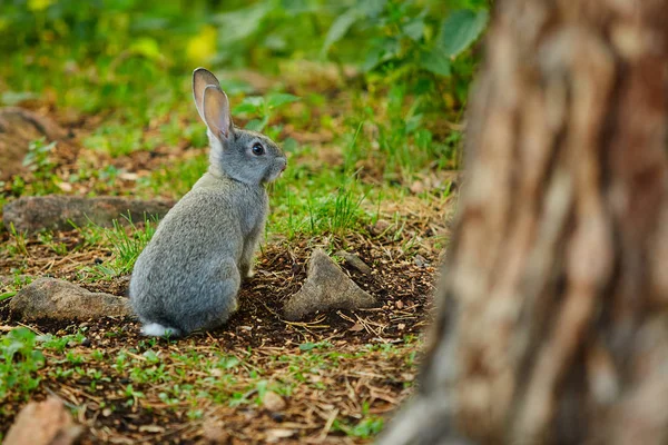 Zajíc se skrývá za stromem od lovce — Stock fotografie