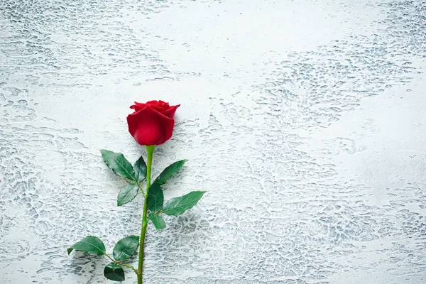 Rose rosse su uno sfondo con texture chiara. Posto per testo, vista dall'alto — Foto Stock