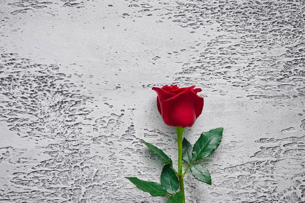 Rosas rojas sobre un fondo de textura clara. Lugar para texto, vista superior —  Fotos de Stock