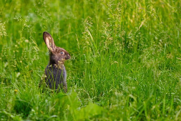 ウサギは危険な瞬間に後ろ足で立ち、中を見る — ストック写真