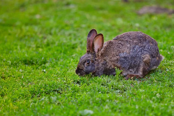 Sehr alte Kaninchen fressen Gras — Stockfoto