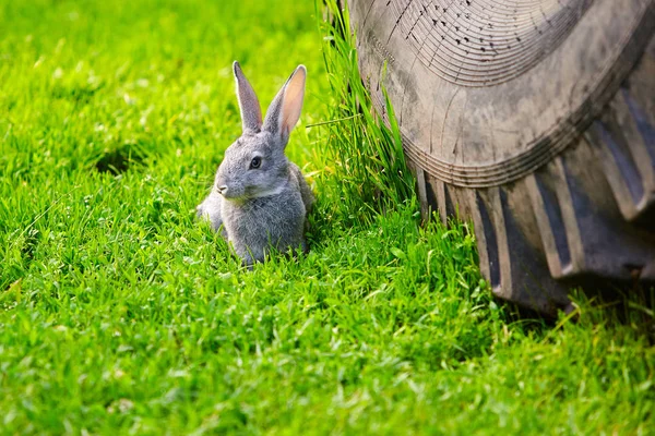 Kaninen sprang ut framför lastbilen. Naturskydd. Djurens död från teknogena faktorer — Stockfoto