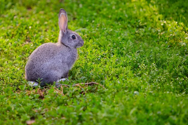 Schattige grijze Bunny zittend in het gras — Stockfoto