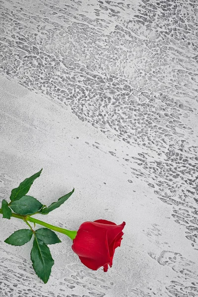 Červené růže na světle texturovaného pozadí. Místo pro text, horní VI — Stock fotografie