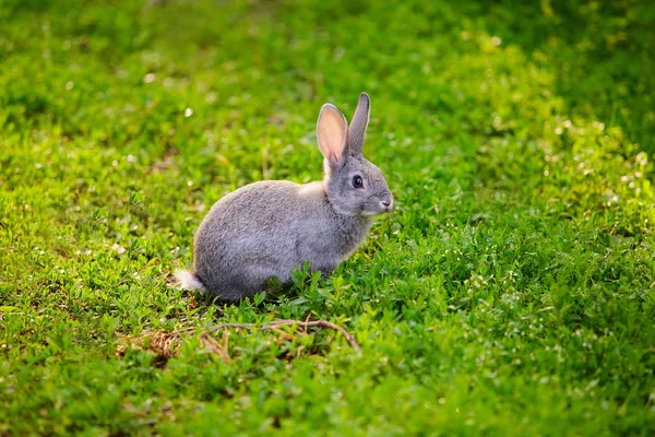 Schattige grijze Bunny zittend in het gras — Stockfoto