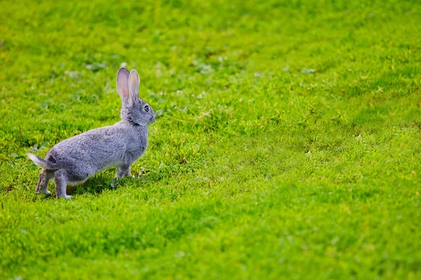 Kanin såg faran och beredd att köra — Stockfoto