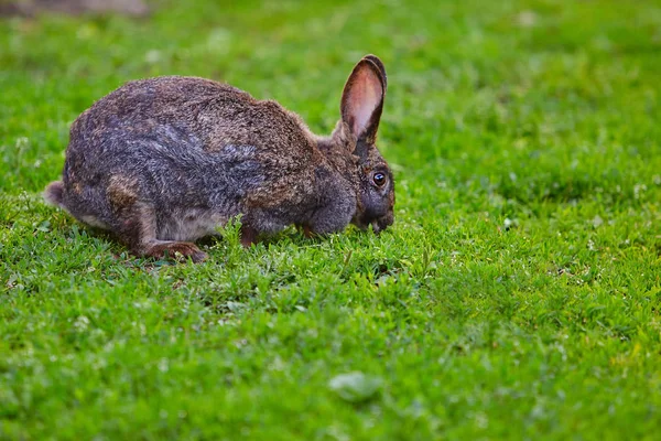 Muito velho coelho comendo grama — Fotografia de Stock