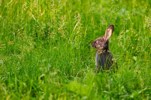 Tavşan tehlike bir anda onun arka ayakları üzerinde durdu ve bakar — Stok fotoğraf