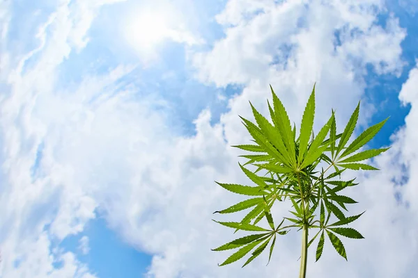 Leaves and stem of wild cannabis marijuana on blue sky backgroun — Stock Photo, Image