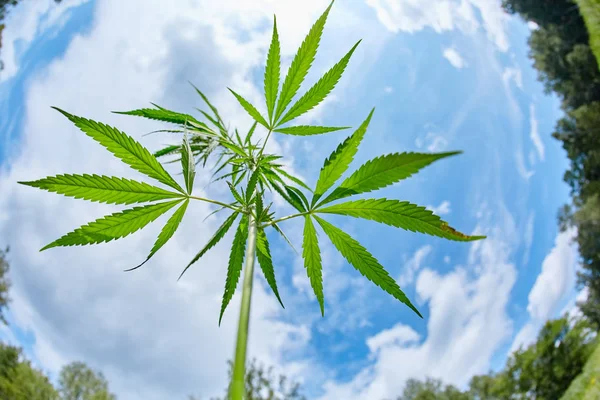 Leaves and stem of wild cannabis marijuana on blue sky backgroun — Stock Photo, Image