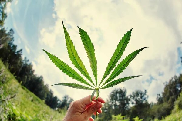 Cannabis marijuana green leaf in hand on cannabis blur leaves ba — Stock Photo, Image