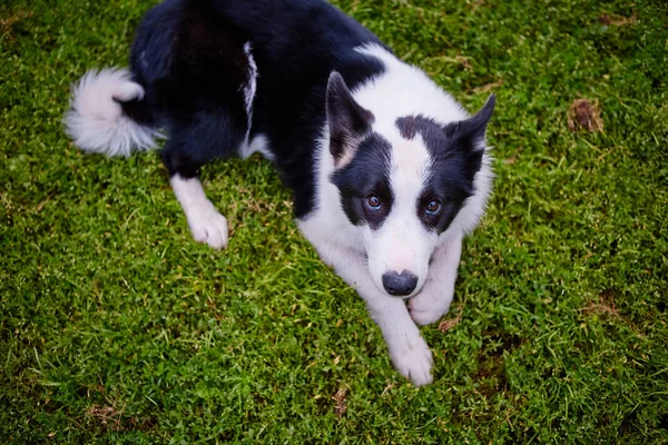 Preto e branco pooch de um cão abrigo está deitado de costas em — Fotografia de Stock