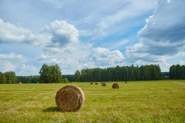 Tarım alanında haddelenmiş samanlıklar. Manzara her zamanki f