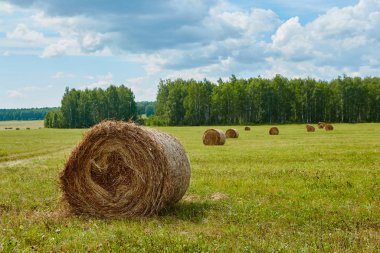 Tarım alanında haddelenmiş samanlıklar. Manzara her zamanki f