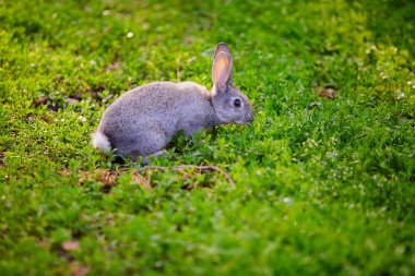 Cottontail tavşan ot yiyor.arka plan görüntüsü. arka plan görüntüsü