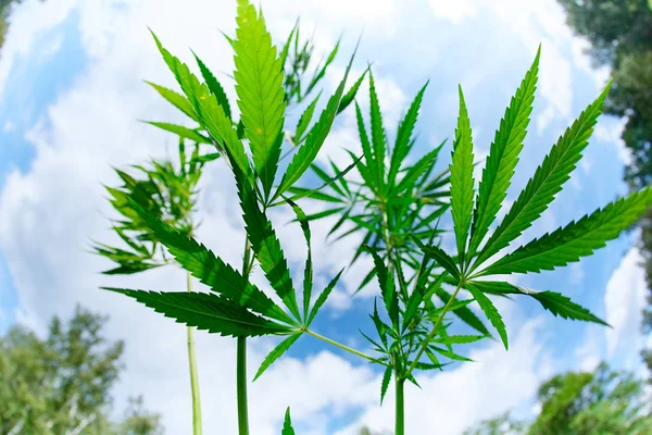 Leaves and stem of wild cannabis marijuana on blue sky backgroun — Stock Photo, Image