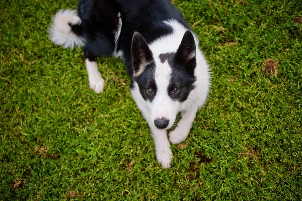 Black and white pooch from a dog shelter is lying on its back on — Stock Photo, Image