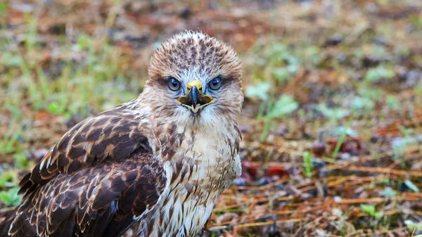 Young chick kite sitting in a meadow and looking into the frame. — Stock Photo, Image