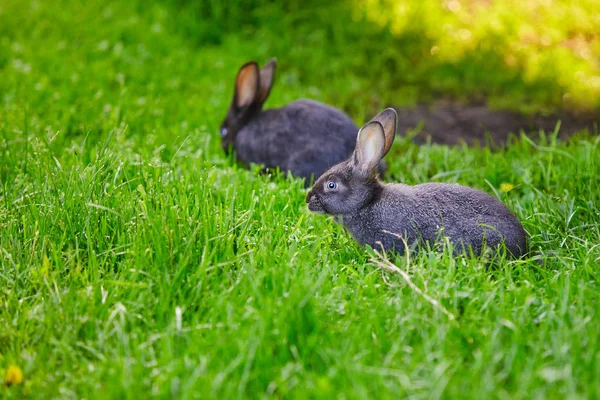 Zwei Kaninchen, die auf dem Gras grasen. Hintergrundbild — Stockfoto