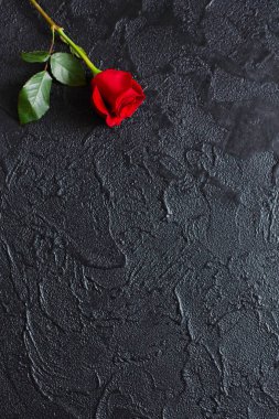 Siyah bir arka plan üzerinde kırmızı gül, taş. Taziye kartı. Duygusal, tırnak veya atasözleri için boş alan. Yukarıdan görünüm.