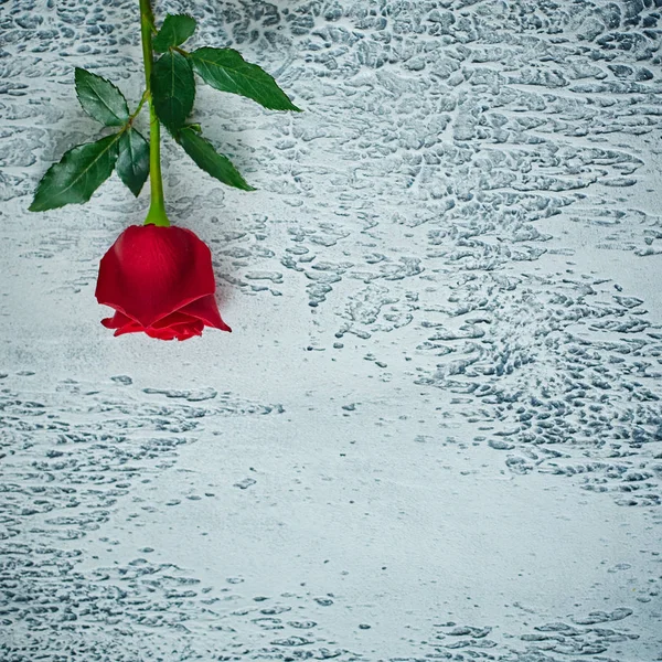 Rote Rosen auf einem leicht strukturierten Hintergrund. Platz für Text, Draufsicht — Stockfoto