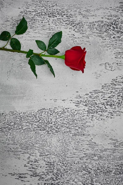 Roses rouges sur un fond texturé clair. Endroit pour le texte, vue du dessus — Photo
