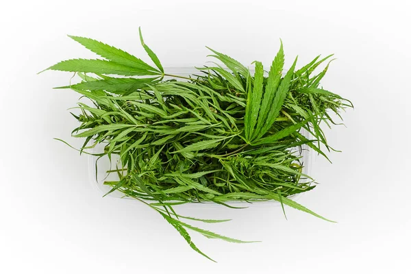 Veel groene bladeren en cannabis kruid marihuana in een plastic container geïsoleerd op witte achtergrond. — Stockfoto