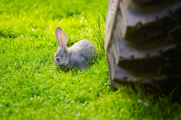El conejo salió corriendo delante del camión. Protección de la naturaleza. Muerte de animales por factores tecnogénicos . —  Fotos de Stock