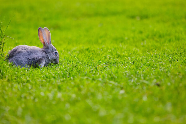 Cottontail bunny rabbit sits on the grass. Place for text