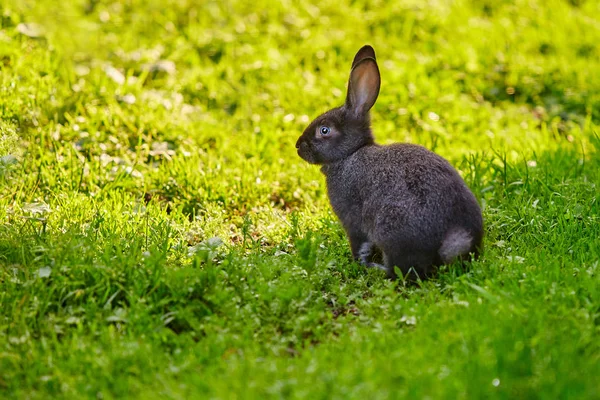 Cottontail tavşan ı çimenlerin üzerinde oturur. Metin için yer — Stok fotoğraf