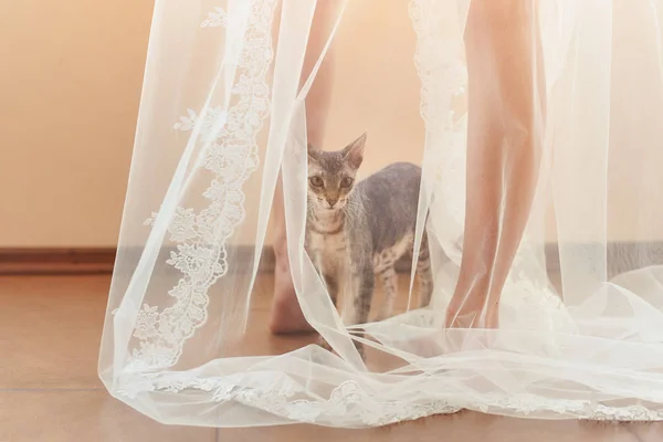 Lustige Katze kletterte unter den Schleier der Braut. — Stockfoto