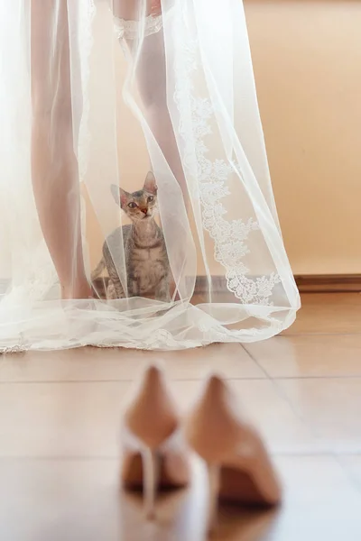 Funny curious cat sits under the bride's veil in the morning and — Stock Photo, Image