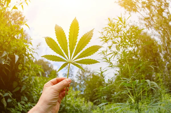 Cannabis marijuana green leaf in hand on cannabis blur leaves ba — Stock Photo, Image