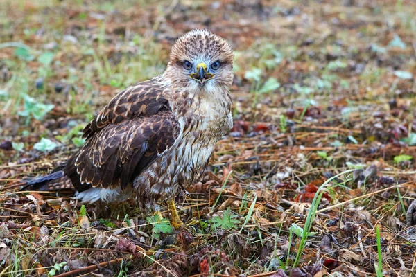 Retrato de cerca de un ave rapaz en su hábitat natural . — Foto de Stock