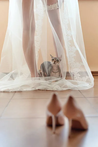 Bride and cat. Cat sits under transparent veil bride's and looks — Stock Photo, Image