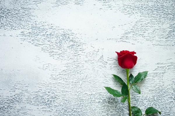 Vörös rózsa egy világos textúrájú háttér. Szöveg, felső VI — Stock Fotó